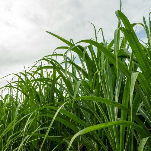 Torres de Resfriamento para Usinas Sucroenergéticas